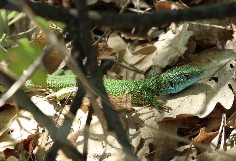 住宿加早餐  Villa Viridis Bükkalja