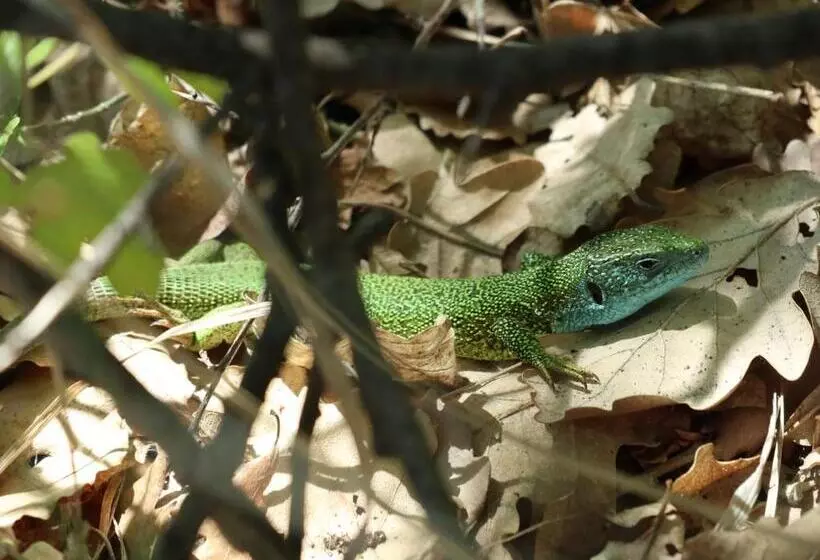 Aamiaismajoitus (B&B) Villa Viridis Bükkalja