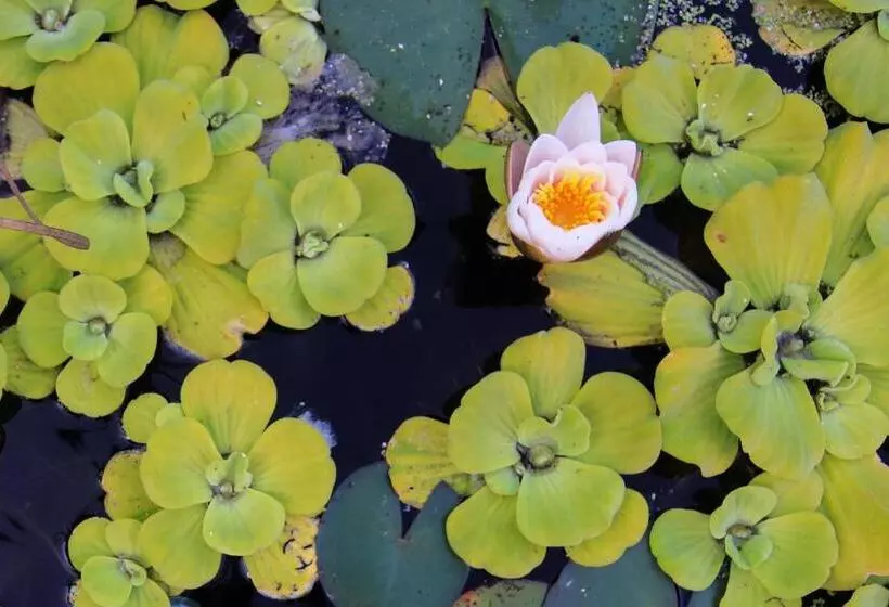 Aamiaismajoitus (B&B) Villa Viridis Bükkalja