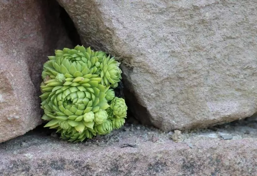 Aamiaismajoitus (B&B) Villa Viridis Bükkalja