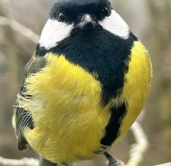 Aamiaismajoitus (B&B) Villa Viridis Bükkalja