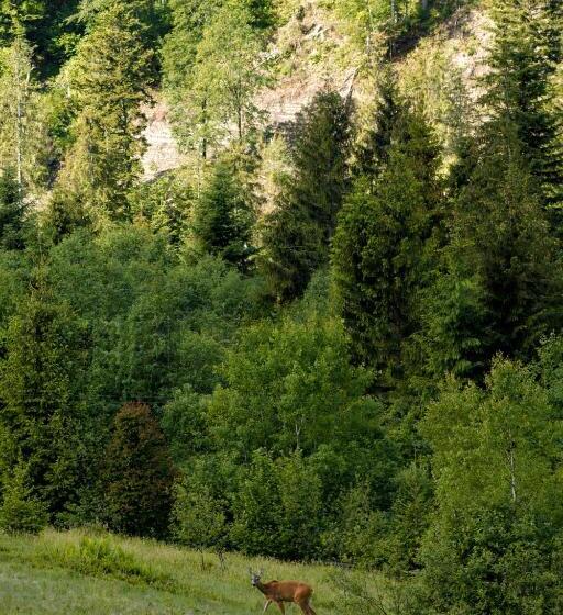בית מלון כפרי медовий двір
