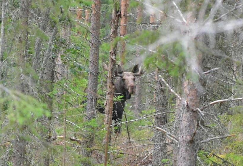 فندق B&b Camp ängra