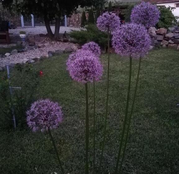 ペンション Casa Ago Guest House