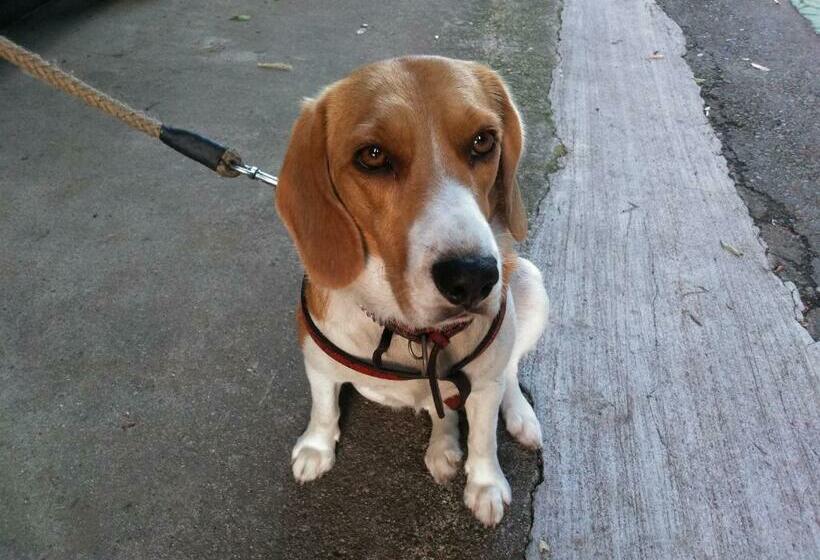 פנסיון Minpaku Sarai Nikkoya