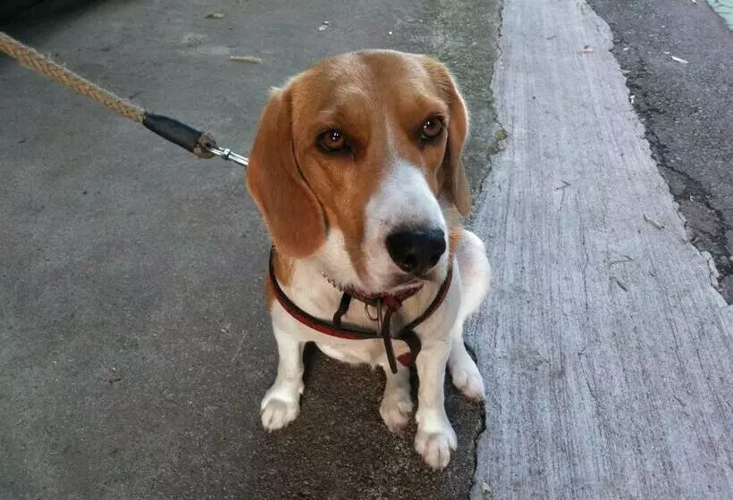 Majatalo Minpaku Sarai Nikkoya