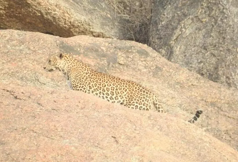 Resort Jawai Bera Leopard Camp