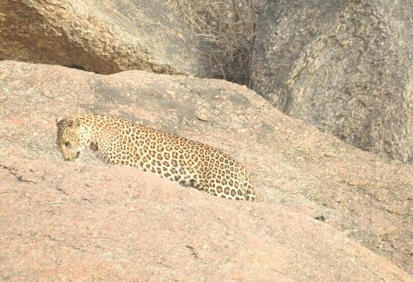 리조트 Jawai Bera Leopard Camp