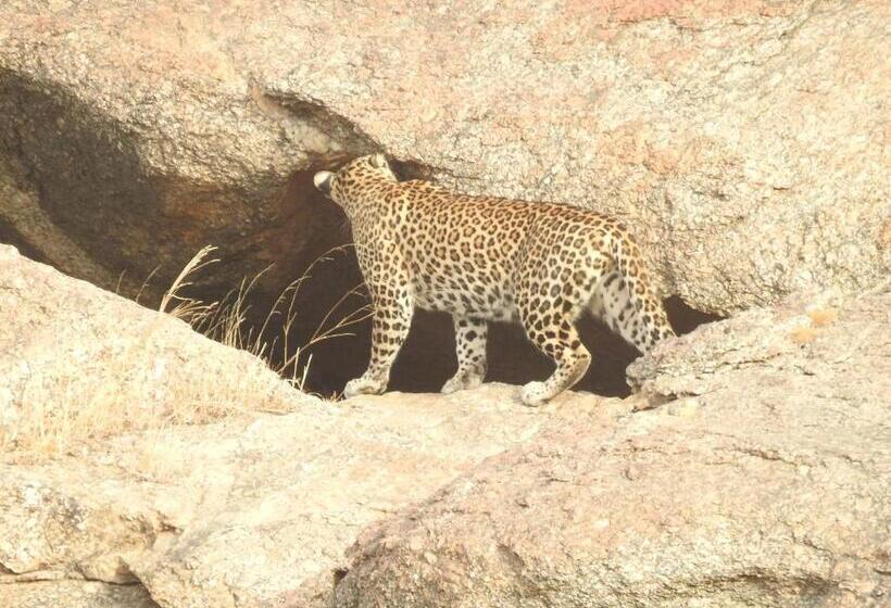 리조트 Jawai Bera Leopard Camp