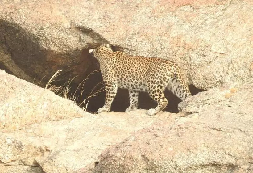 Resort Jawai Bera Leopard Camp
