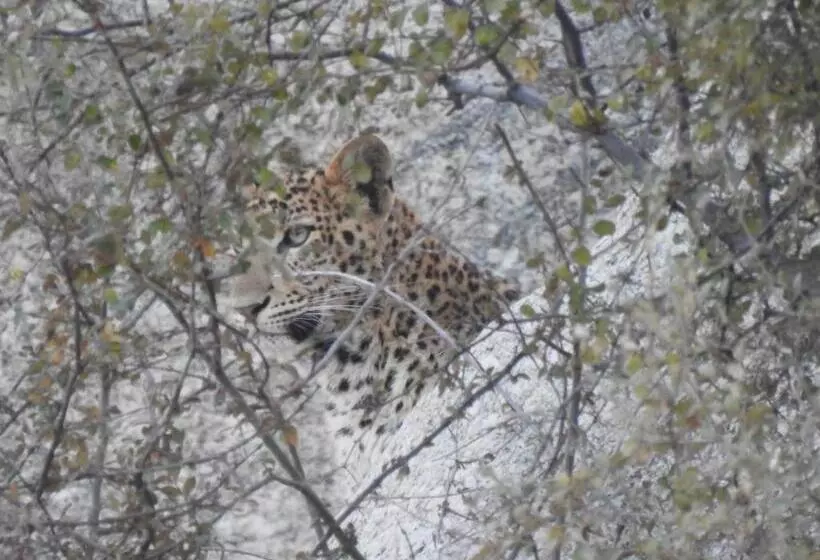Resort Jawai Bera Leopard Camp