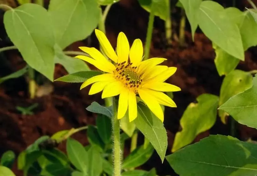 Aamiaismajoitus (B&B) Aarya Farm