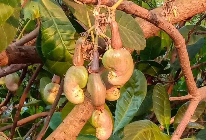 Aamiaismajoitus (B&B) Aarya Farm