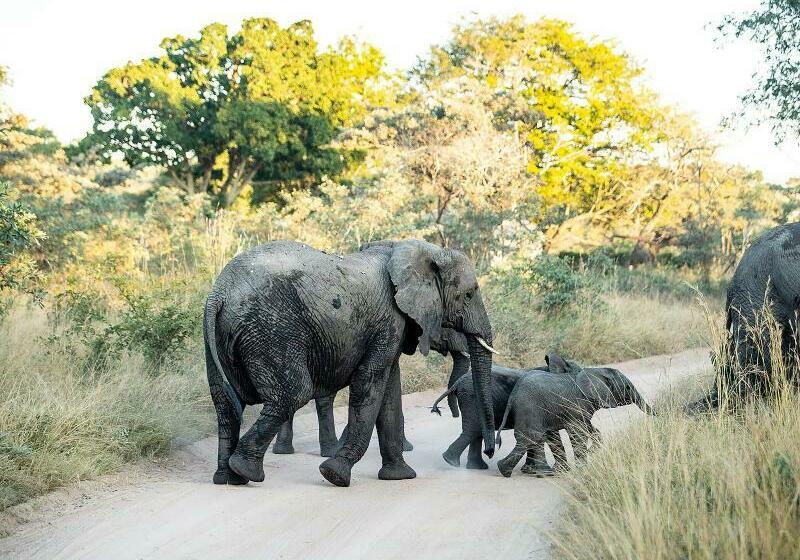 فندق Mdluli Safari Lodge