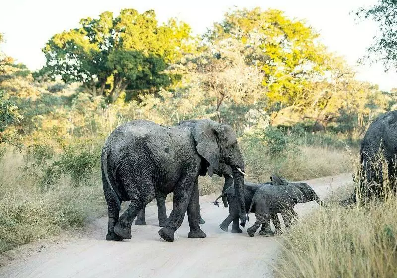 ホテル Mdluli Safari Lodge