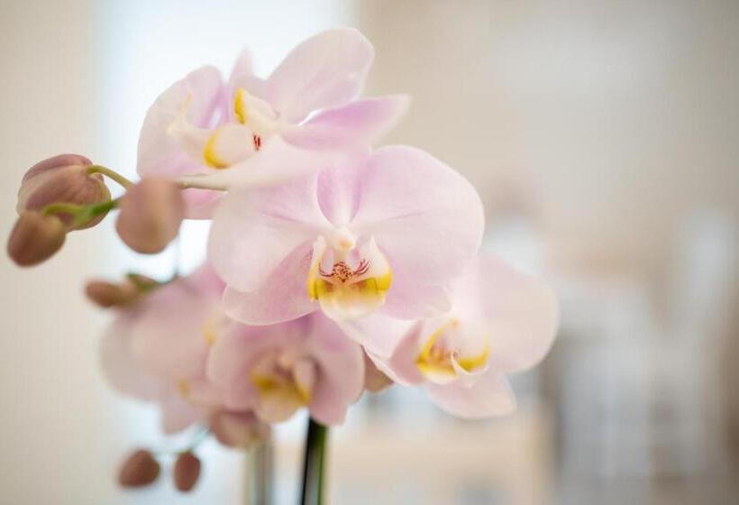 Bed and Breakfast Essenza