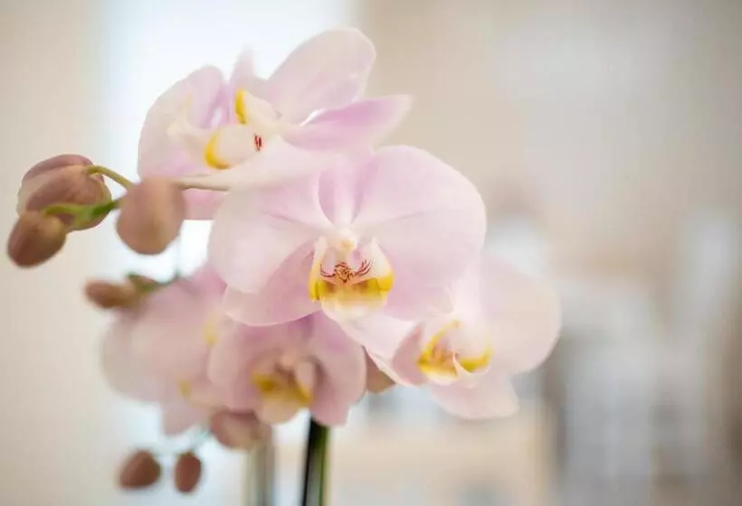 Bed and Breakfast Essenza