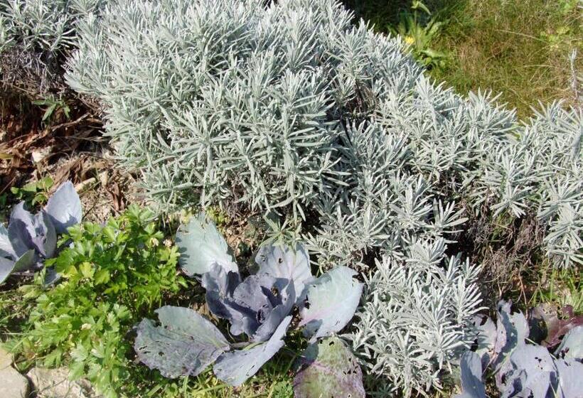 민박 Casa Branzele