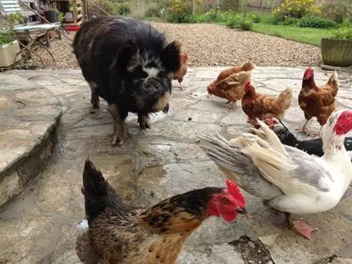 هتل Jurassic Loft Apartment