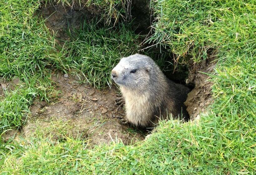 酒店 Pension & Apartments Waldkrieber