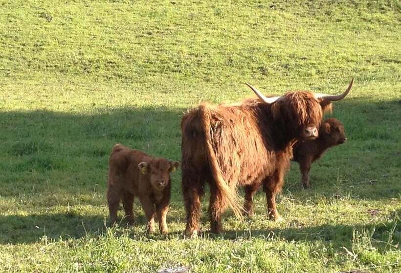 酒店 Pension & Apartments Waldkrieber