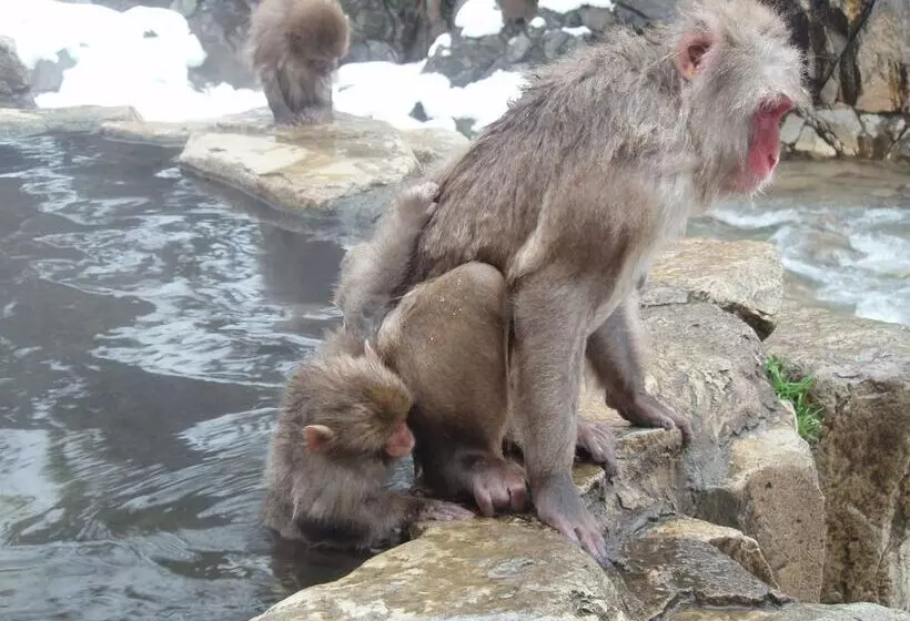 בית מלון כפרי Shibu