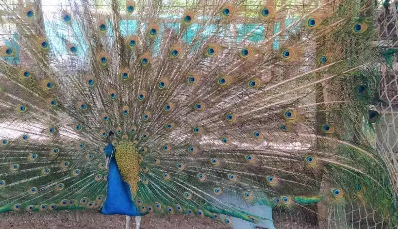 Complejo Los Enamorados