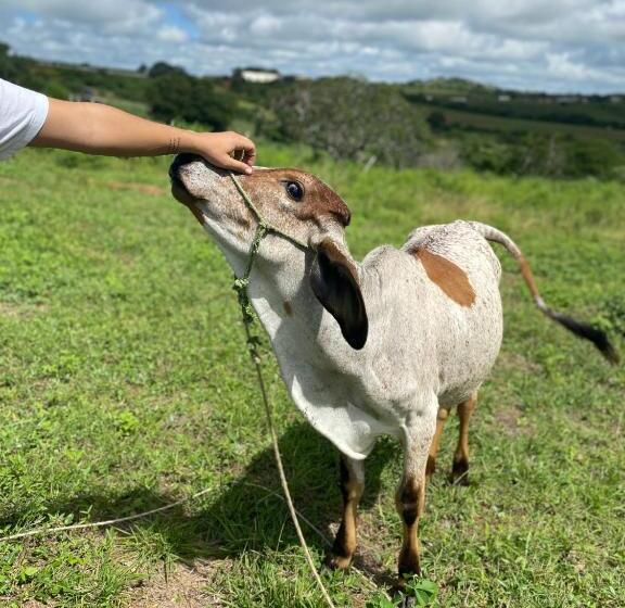 Hotel Fazenda Terra Bonita Passeios A Cavalo E Trilhas