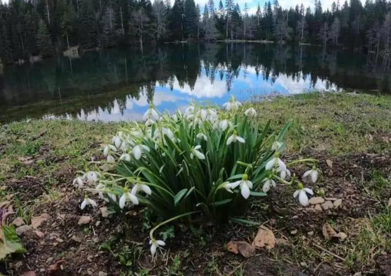 تختخواب و صبحانه Log Cabin 1 Merdovic
