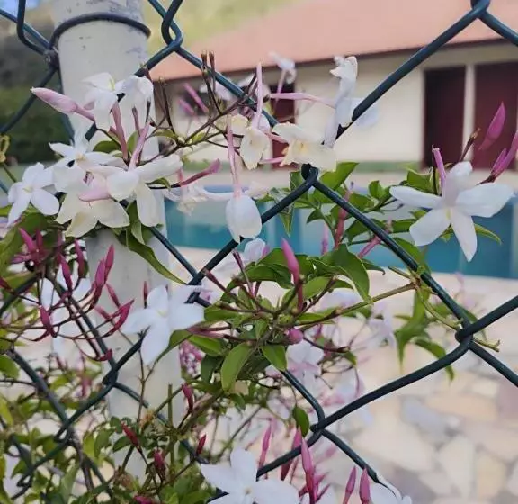 ペンション Solar Dos Canários