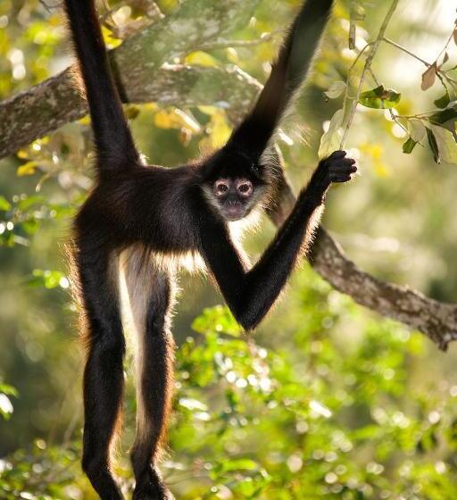 ホテル Pelican Beach Resort South Water Caye