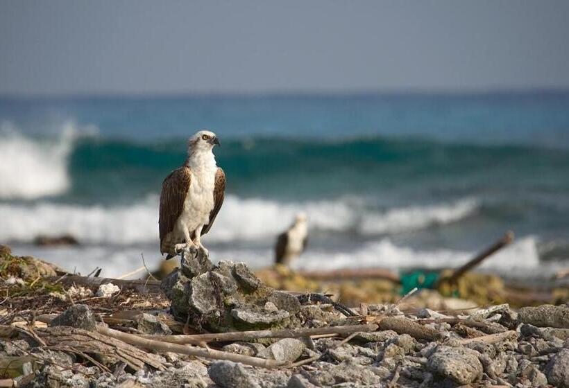 ホテル Pelican Beach Resort South Water Caye