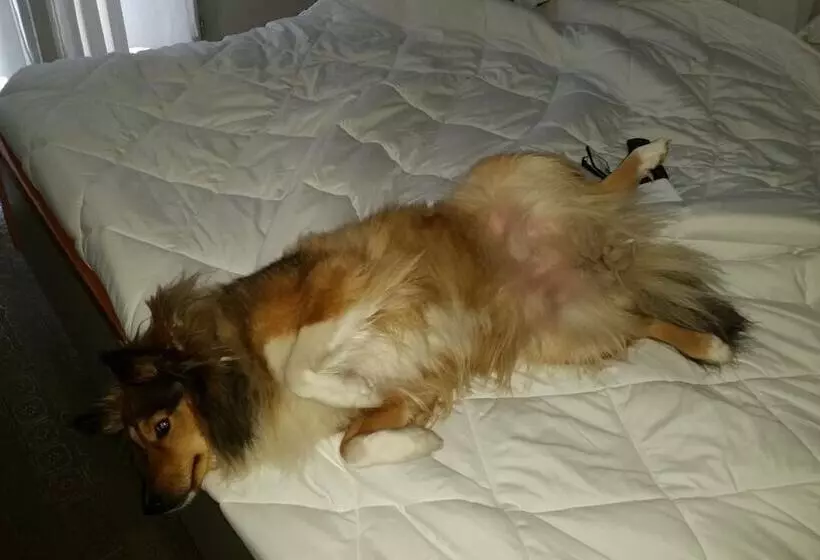 בית מלון כפרי Villa Del Sole