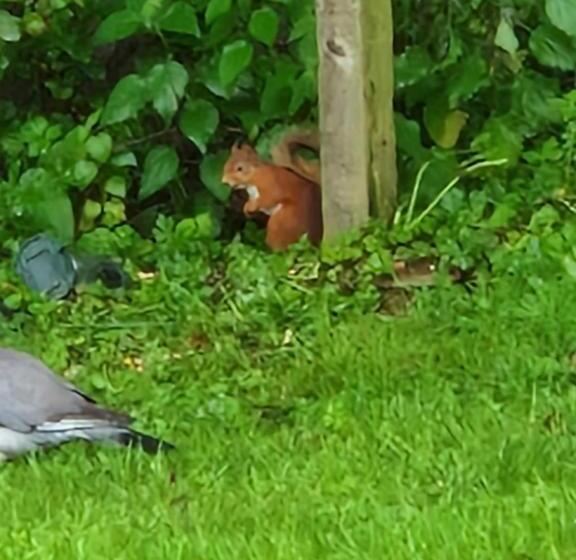 Pensione Strathardle Lodge