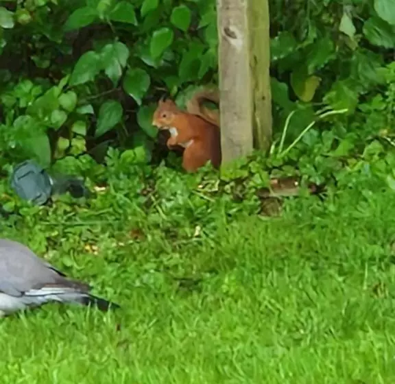 Majatalo Strathardle Lodge