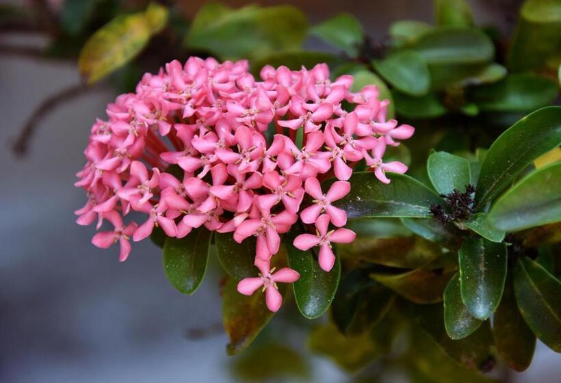 فندق Mary Carmen