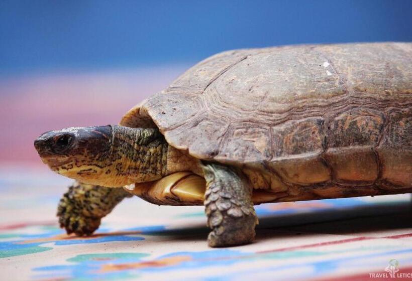 فندق Mary Carmen