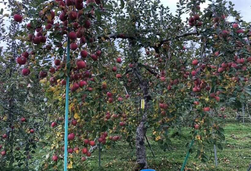 Отель Japanese Style Pension Kotorinoki