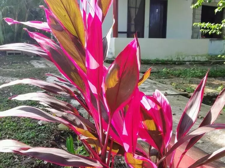 ホテル Cabañas El Porvenir