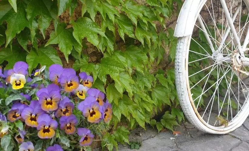 هتل روستایی Rural A Velha Fabrica