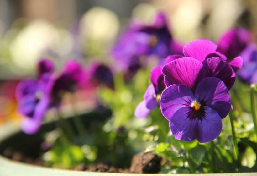 Huisje En B&b Green Cottage