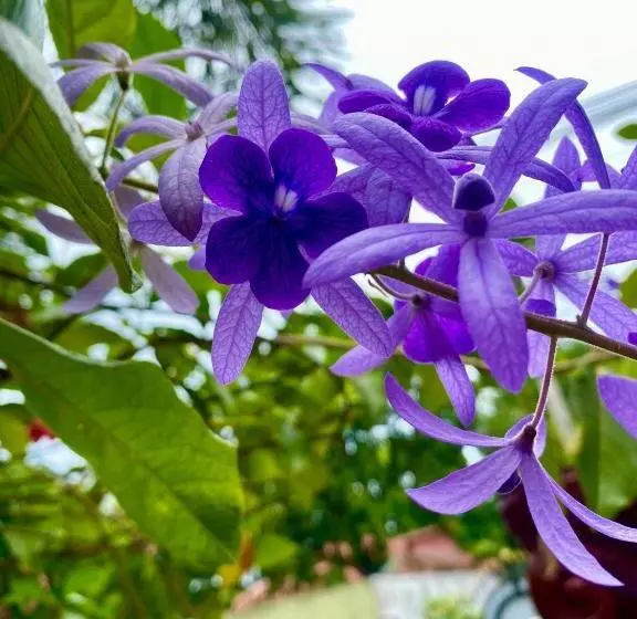 ペンション Senthil Complex