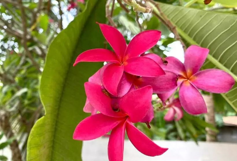 ペンション Senthil Complex