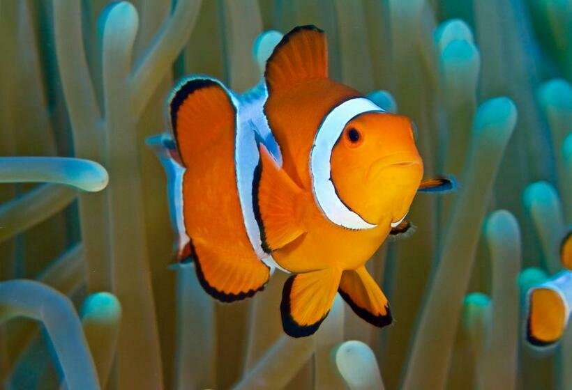 Пансион Van Karning Bungalow