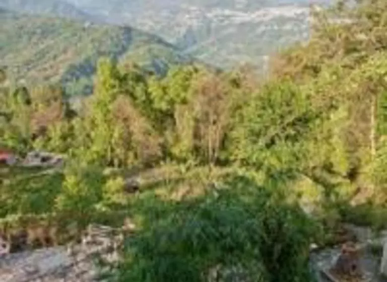 Hotelli Bamboo Retreat