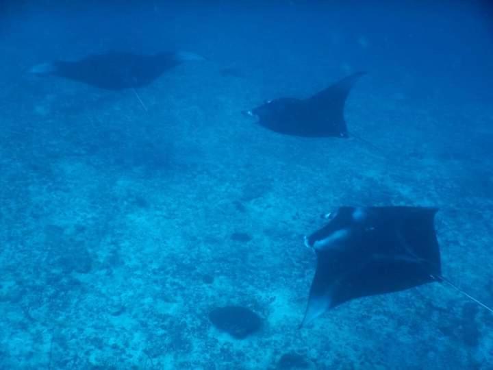 پانسیون Himandhoo Travel & Stays