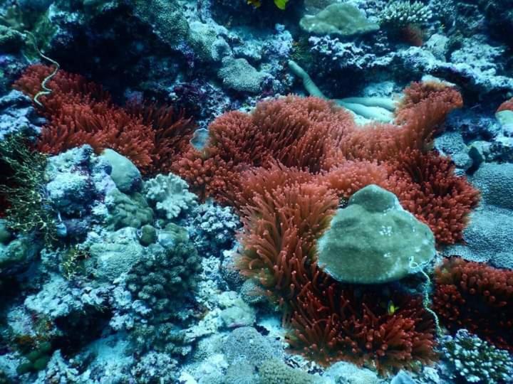 پانسیون Himandhoo Travel & Stays