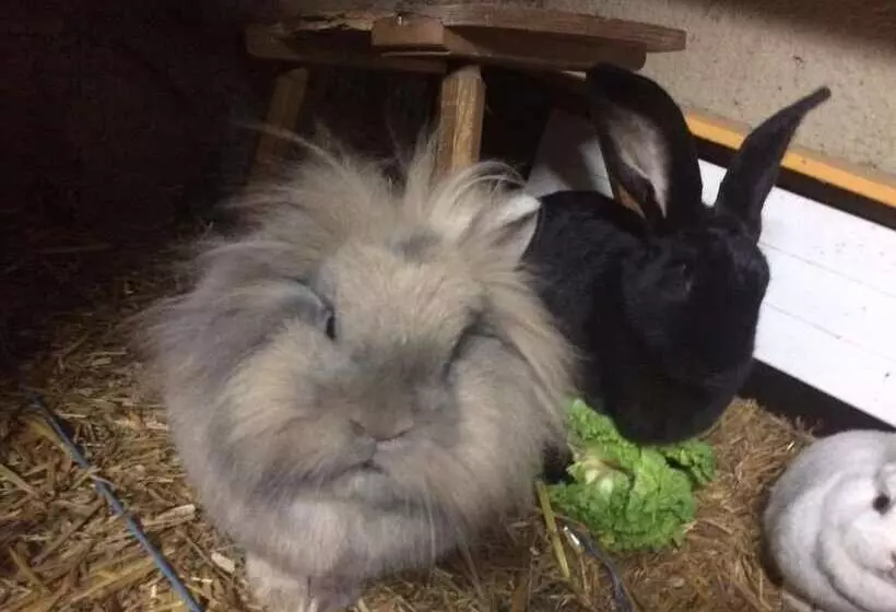 Hotell Snowbunnys Backpackers Hostel