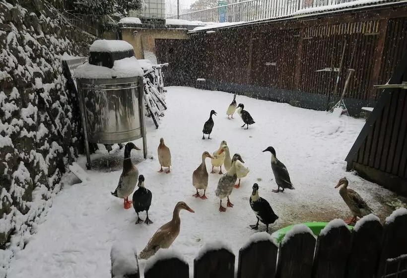 Hotell Snowbunnys Backpackers Hostel