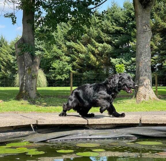 Aamiaismajoitus (B&B) Wood Rising